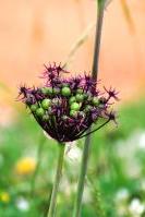 Blume-lila (1)
