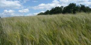 Kornfeld-grun (c) KLB TRier Kornfeld-grun
