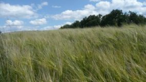 Kornfeld-grun
