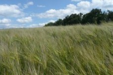 Kornfeld-grun