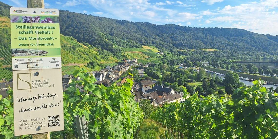 Senheimer Weinberge Foto: privat (c) KLB Trier Senheimer Weinberge Foto: privat