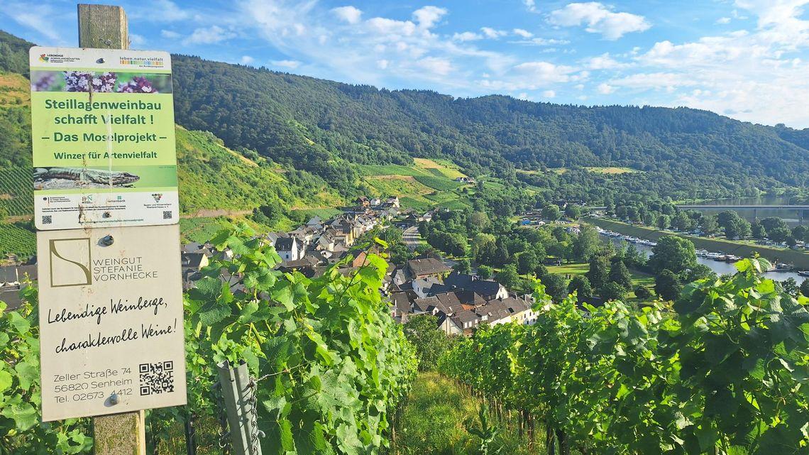 Senheimer Weinberge  Foto: privat