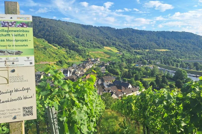 Senheimer Weinberge  Foto: privat